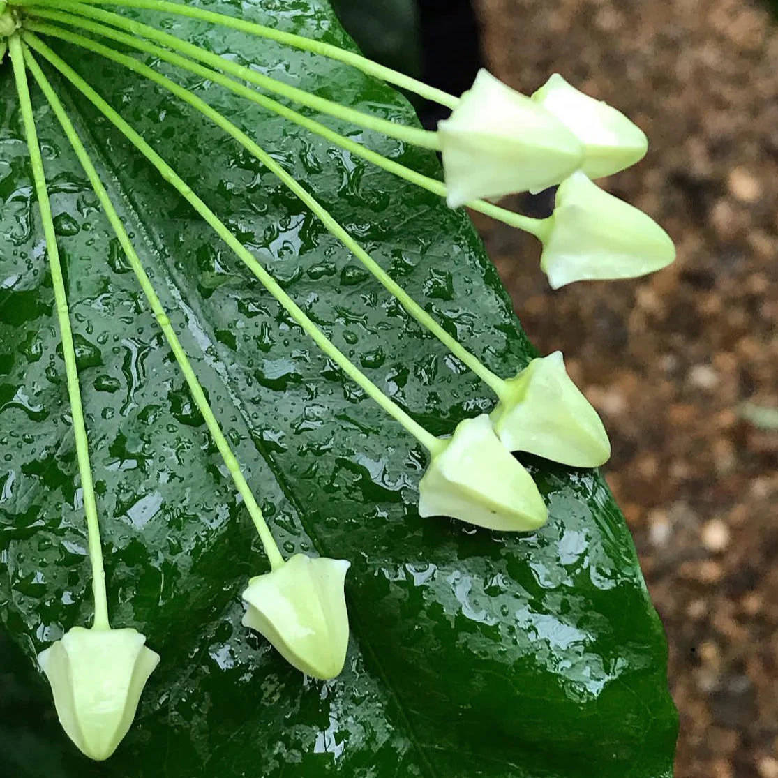 Hoya multiflora 'Shooting Star' IML 0182 H111 - Image 4