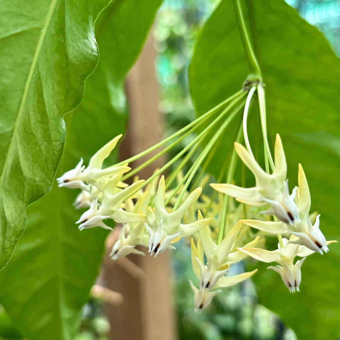 Hoya multiflora 'Shooting Star' IML 0182 H111 - Image 5
