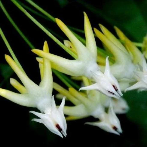 Hoya multiflora variegata H182 - Image 3