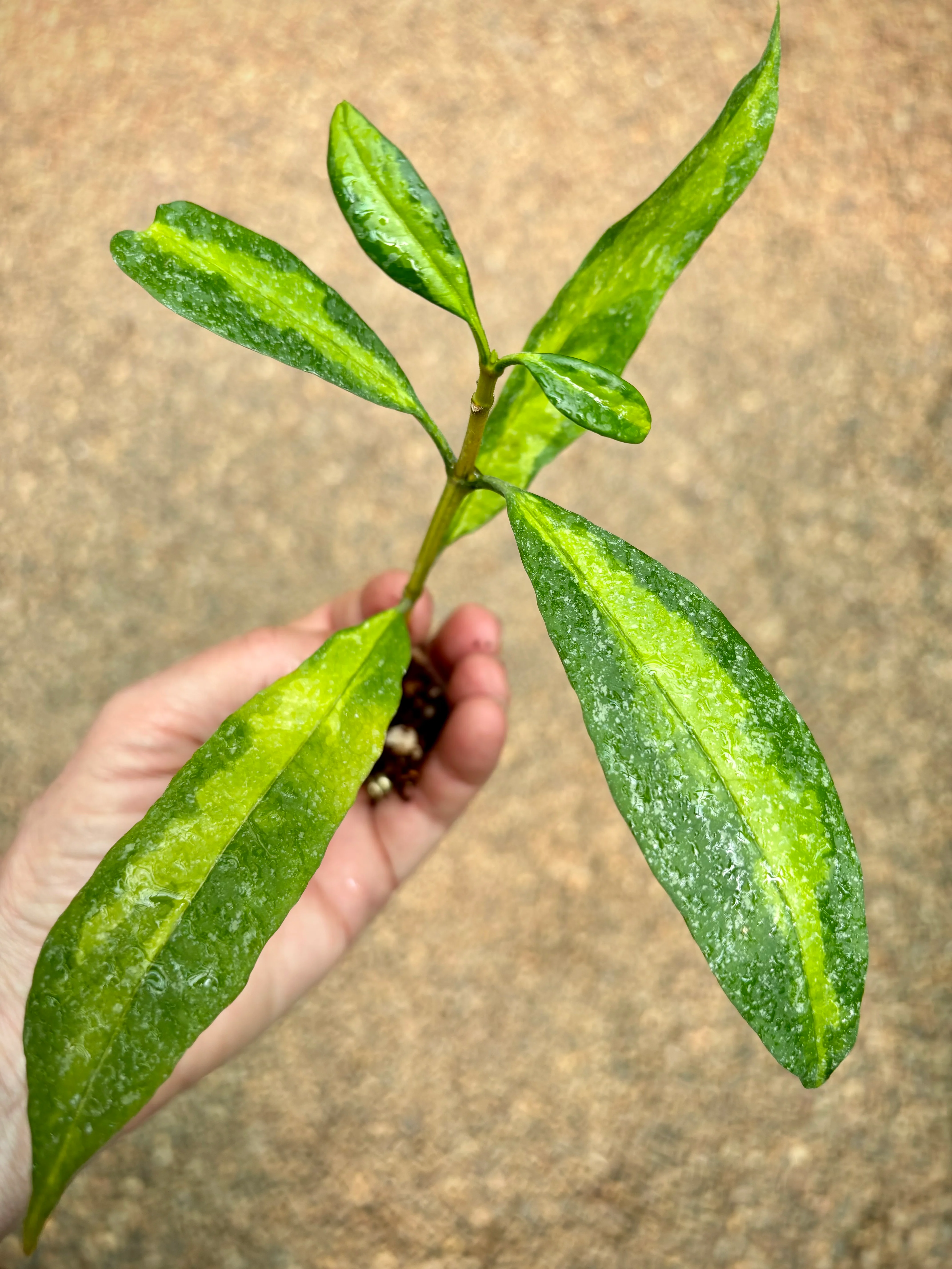 Hoya multiflora variegata H182 - Image 4