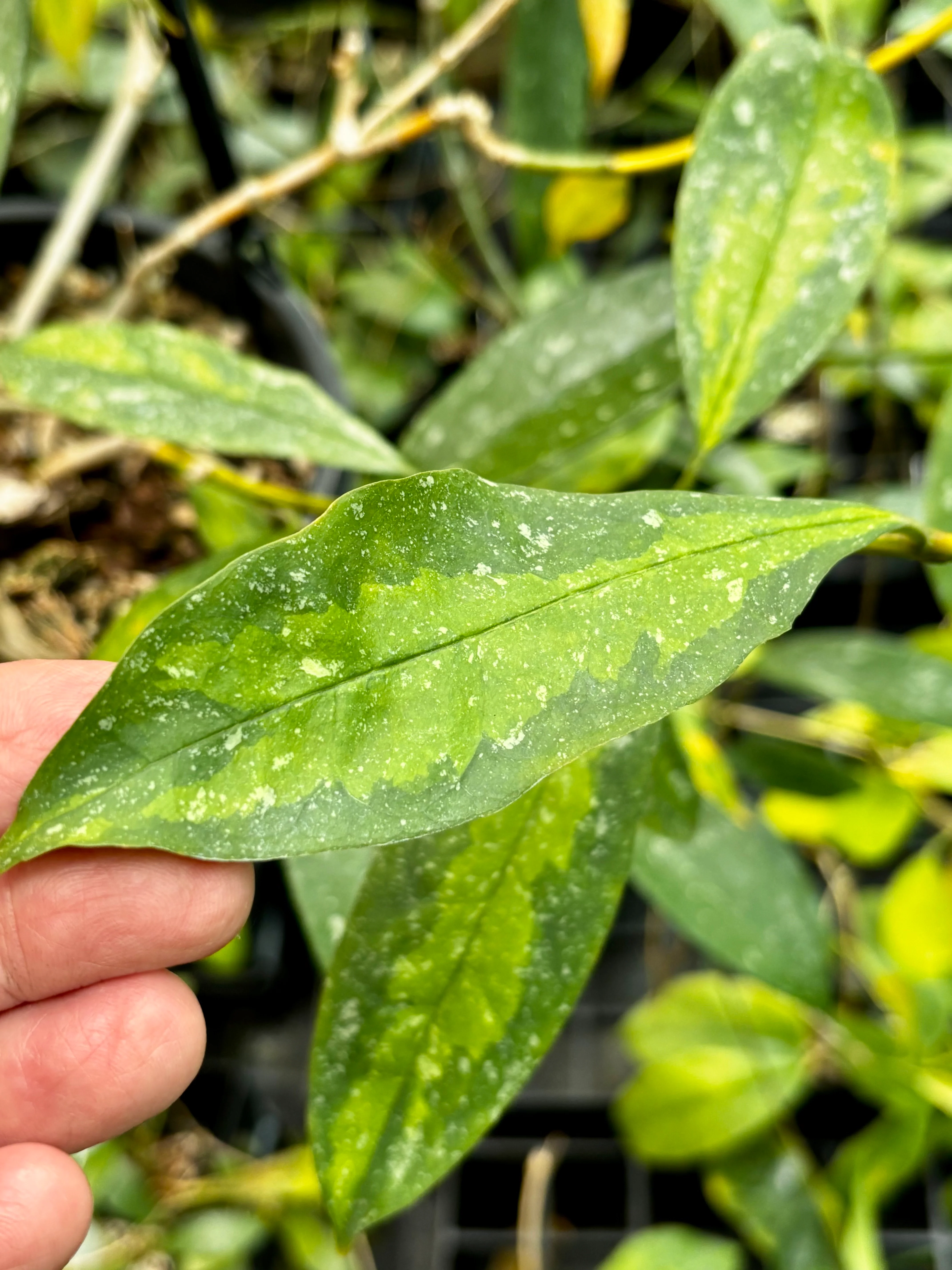 Hoya multiflora variegata H182 - Image 5
