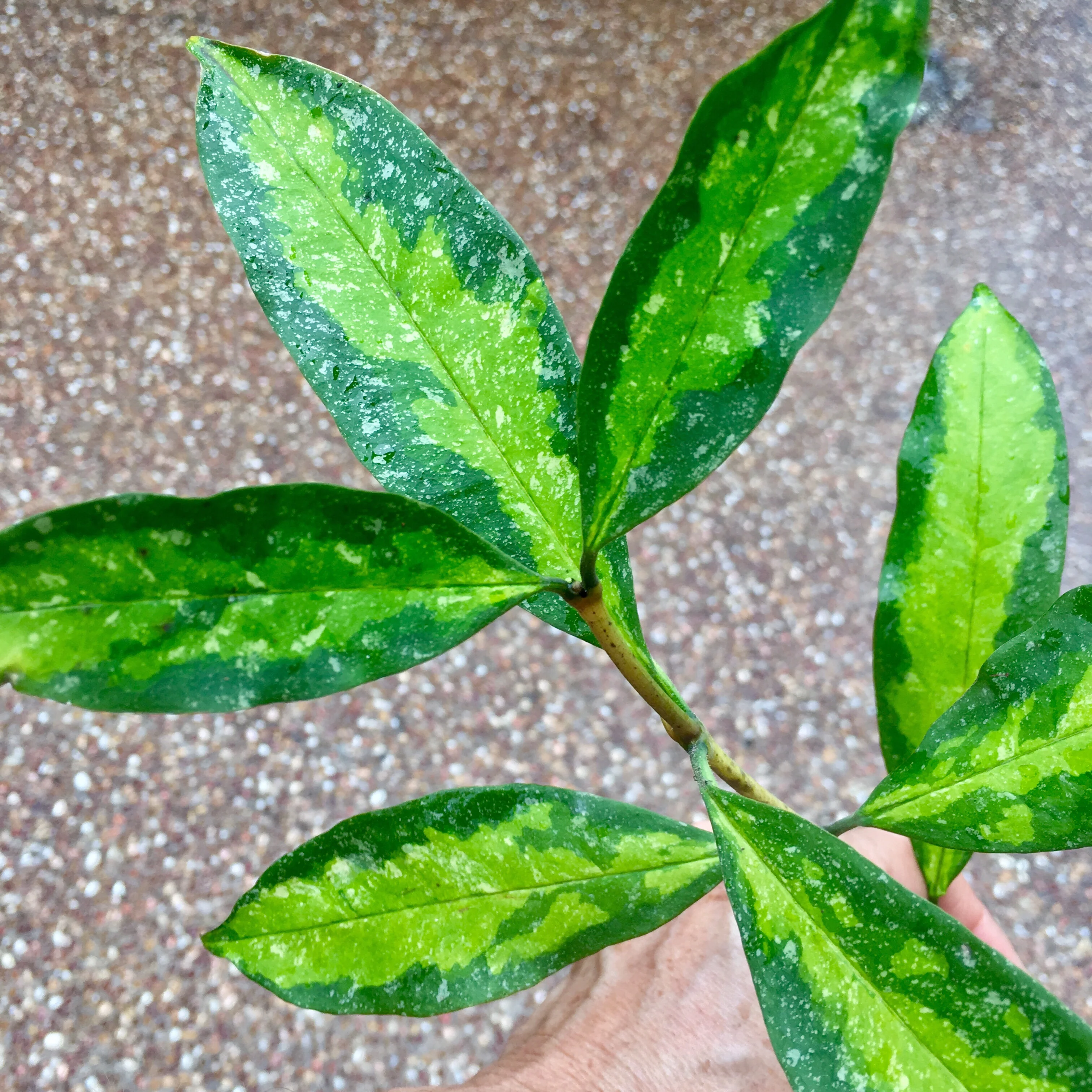 Hoya multiflora variegata H182 - Image 6