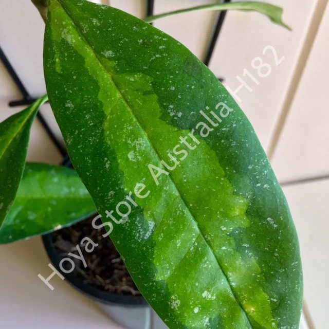 Hoya multiflora variegata H182 - Image 7