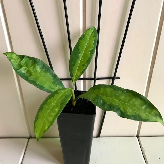 Hoya multiflora variegata H182 - Image 8