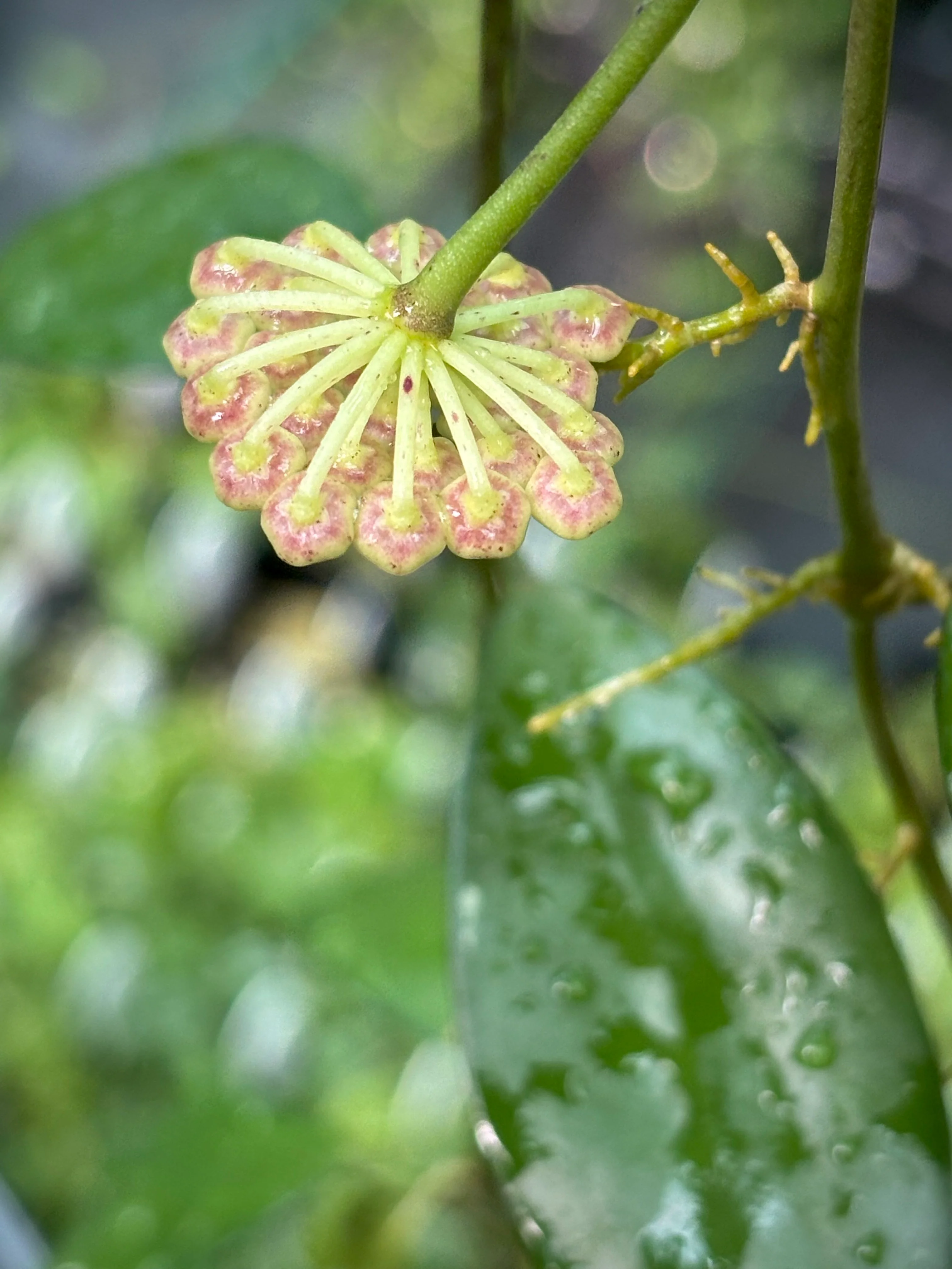 Hoya nabawanensis Sabah IML 1780 H258 - Image 11