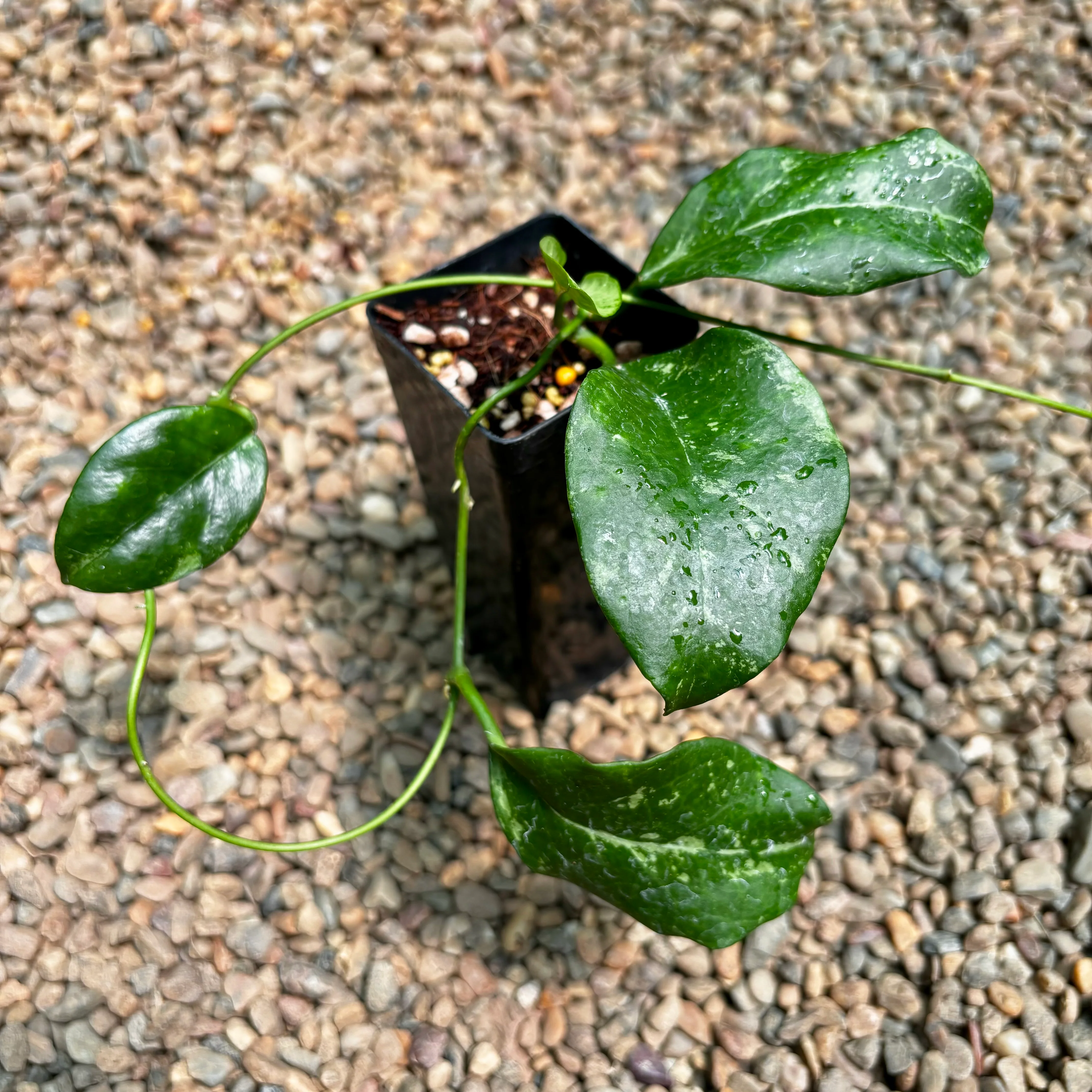Hoya nervosa 'Jokul' H388 - Image 5