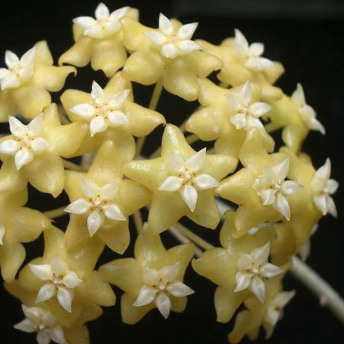 Hoya nicholsoniae 'New Guinea Ghost' H382 - Image 3