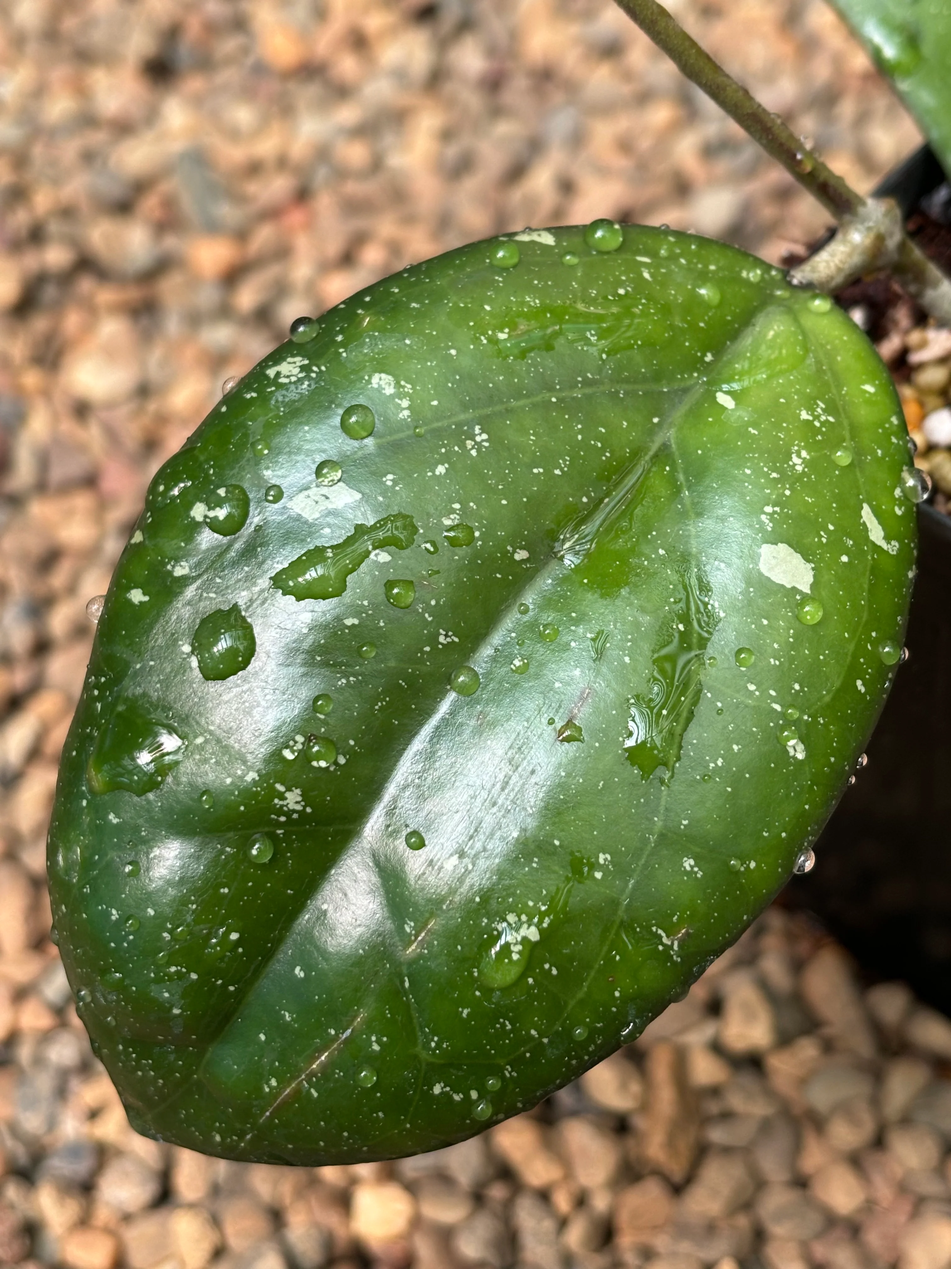 Hoya 'Noelle' H463 - Image 3