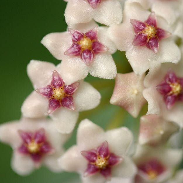 Hoya nummularioides IML 0240 H112