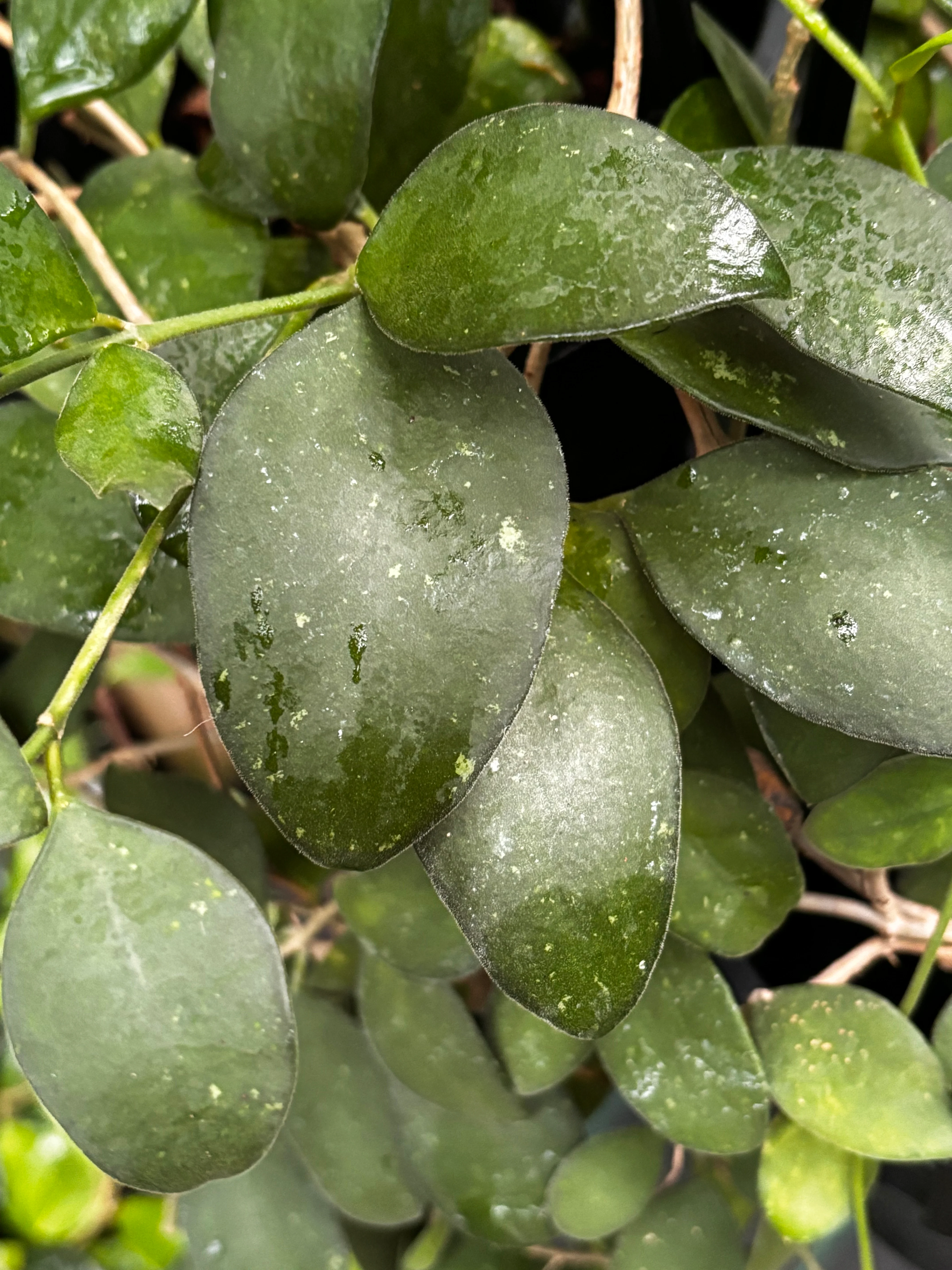 Hoya nummularioides IML 0240 H112 - Image 8