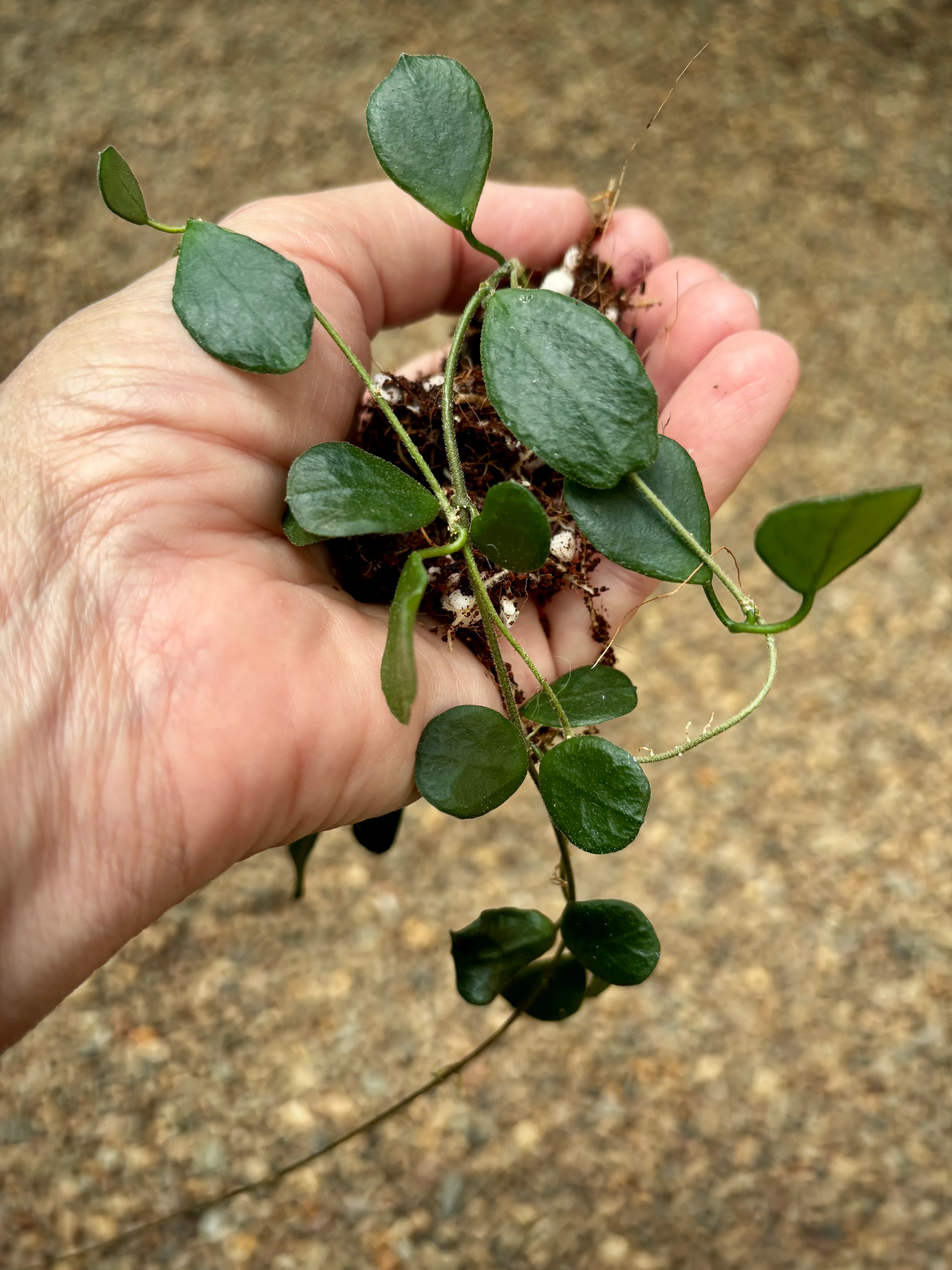 Hoya obcordata H408 - Image 4
