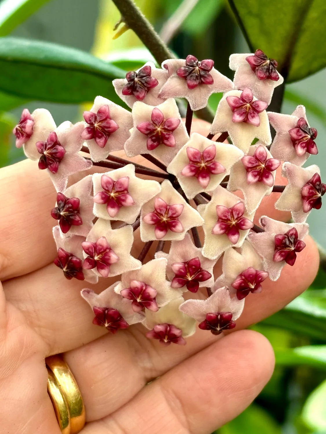 Hoya obovata (chimera) H194 - Image 10