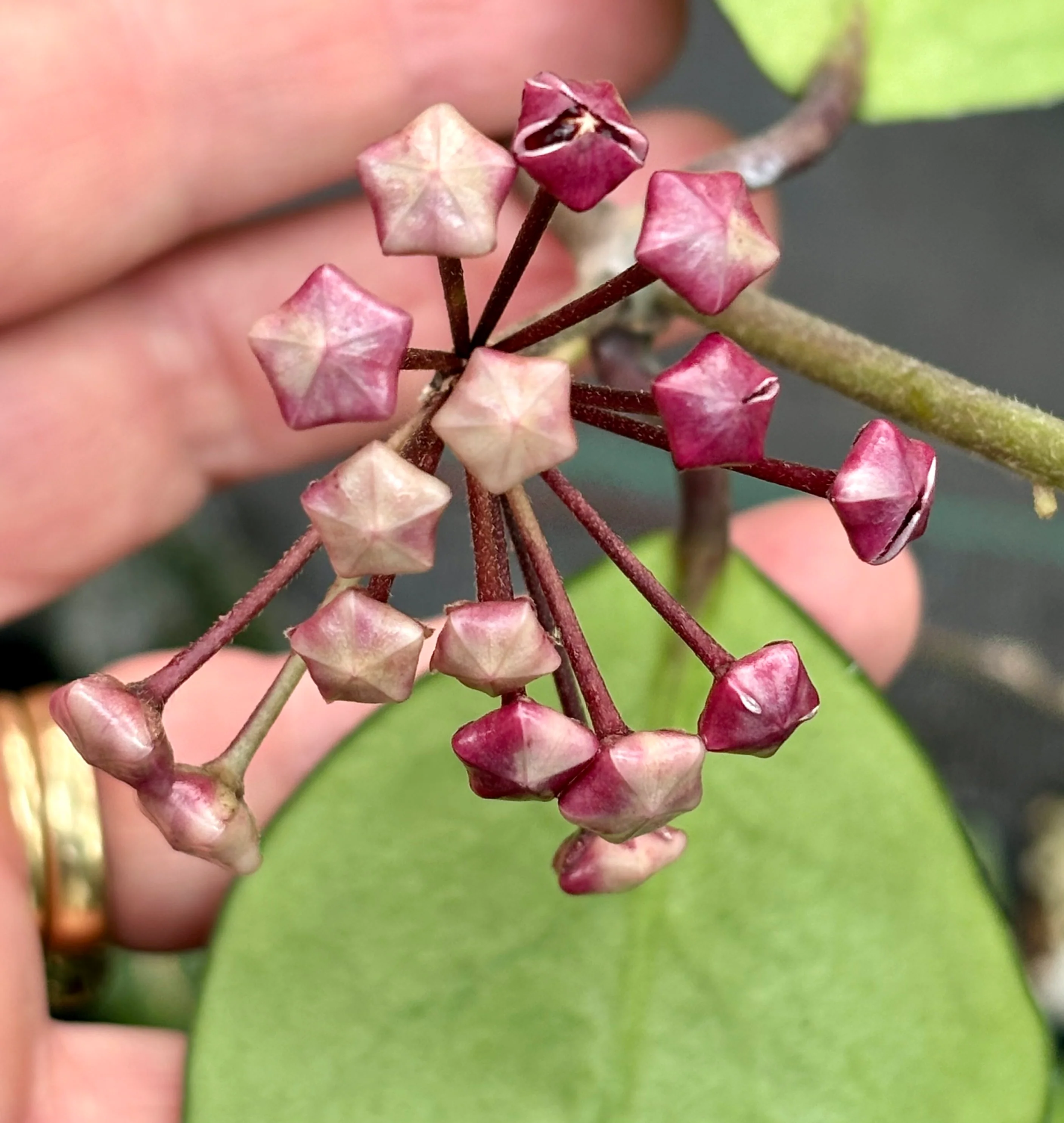 Hoya obovata (chimera) H194 - Image 12