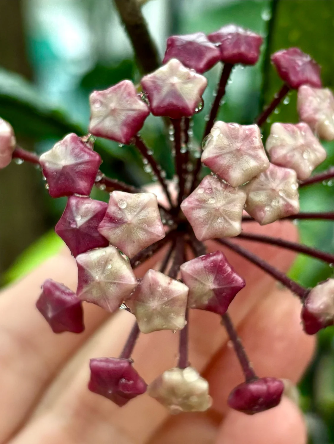 Hoya obovata (chimera) H194 - Image 5