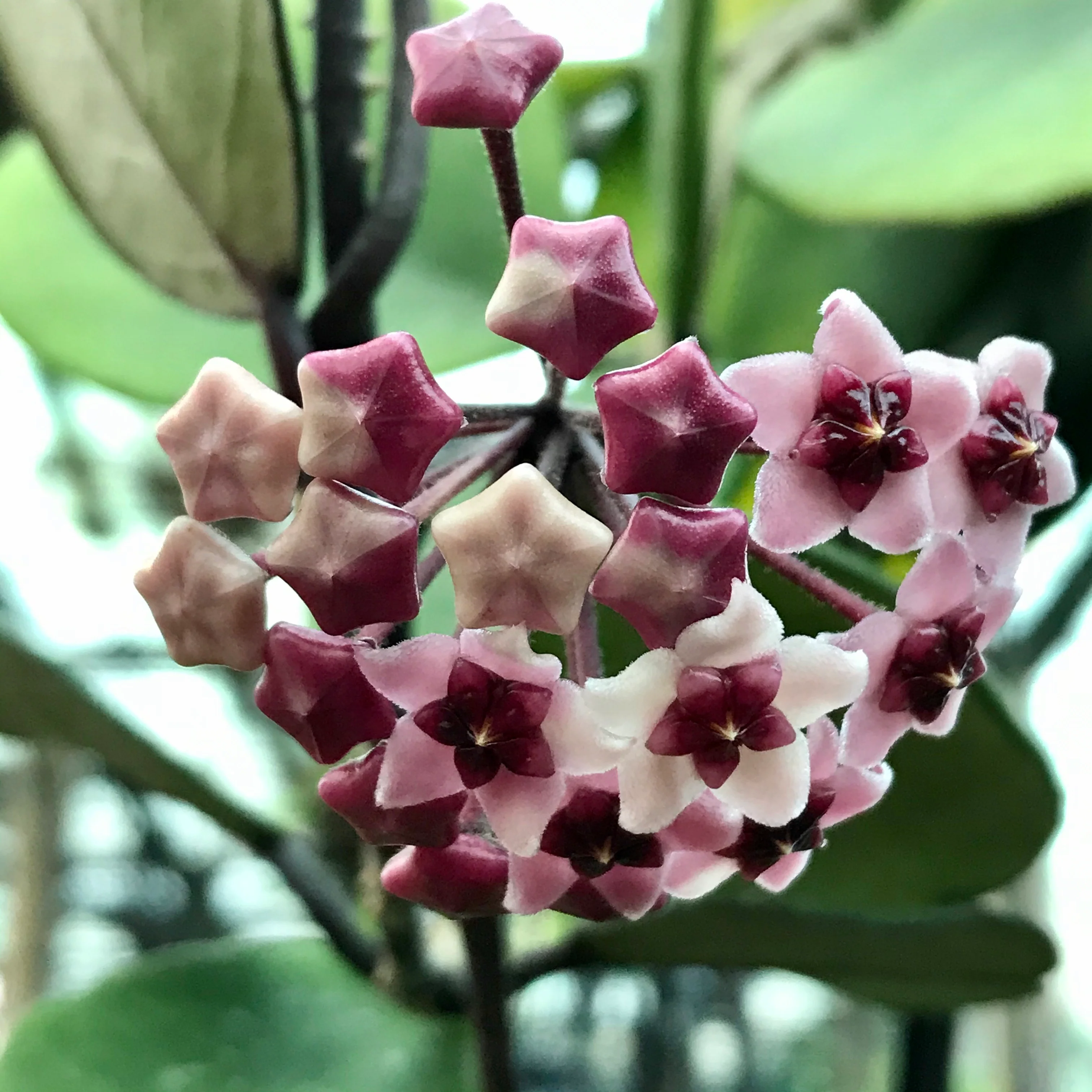 Hoya obovata (chimera) H194 - Image 6