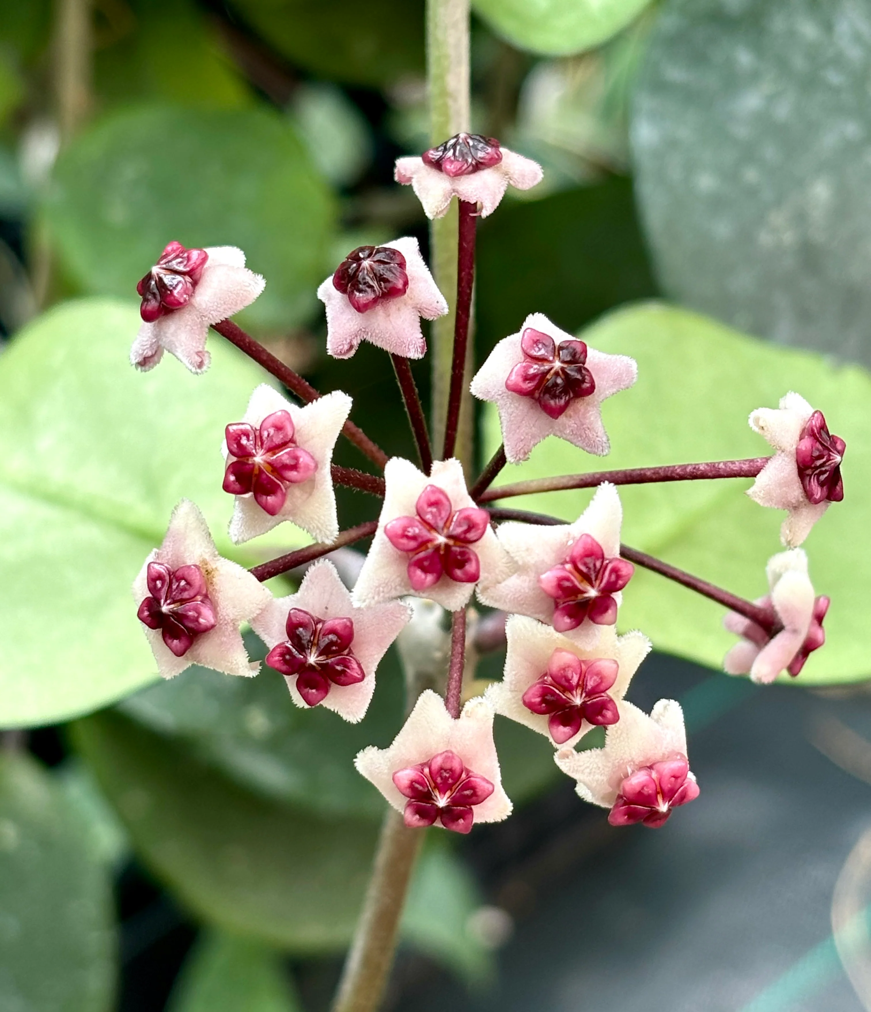 Hoya obovata (chimera) H194 - Image 8