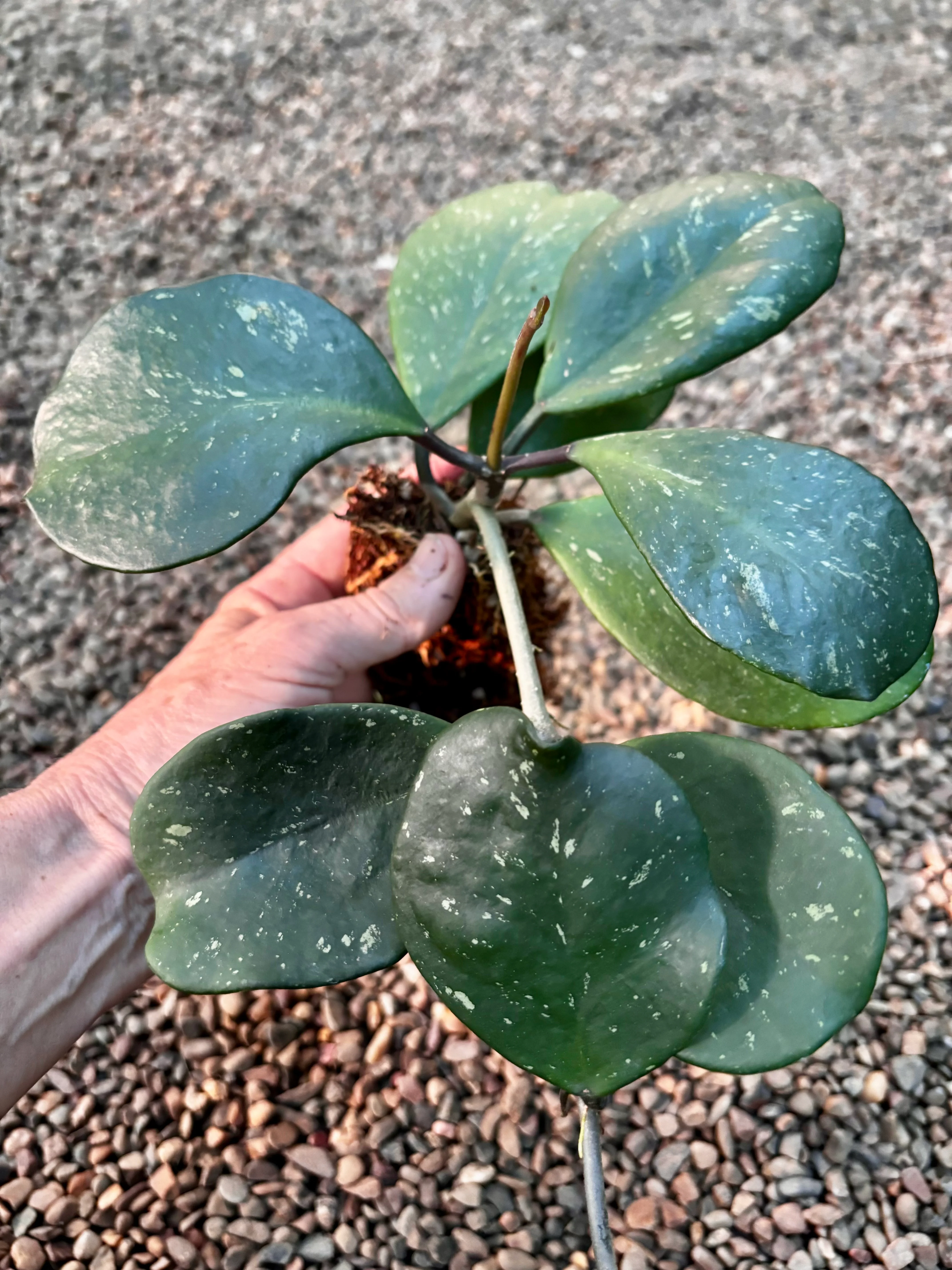 Hoya obovata (chimera) H194 - Image 9