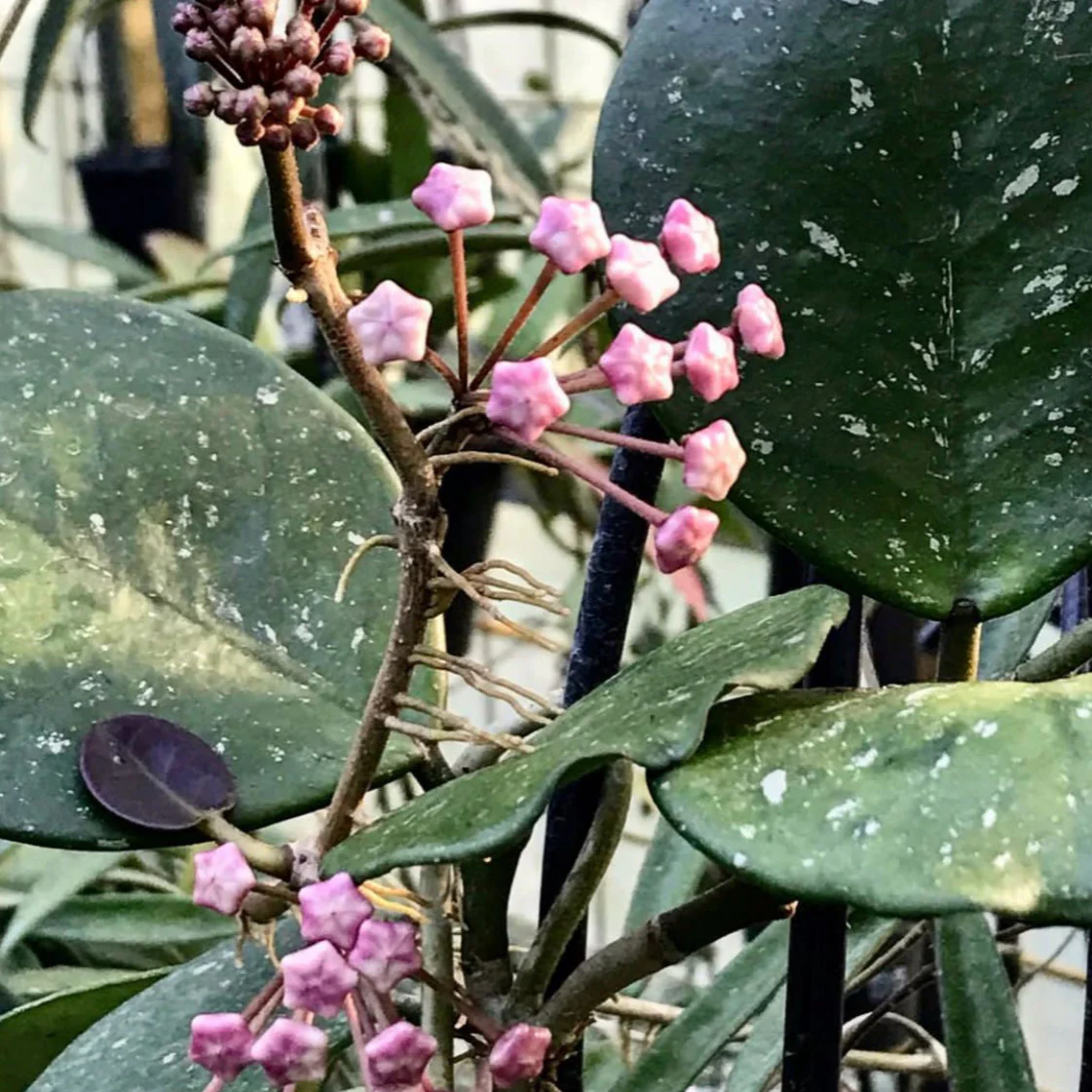 Hoya obovata H18 - Image 12