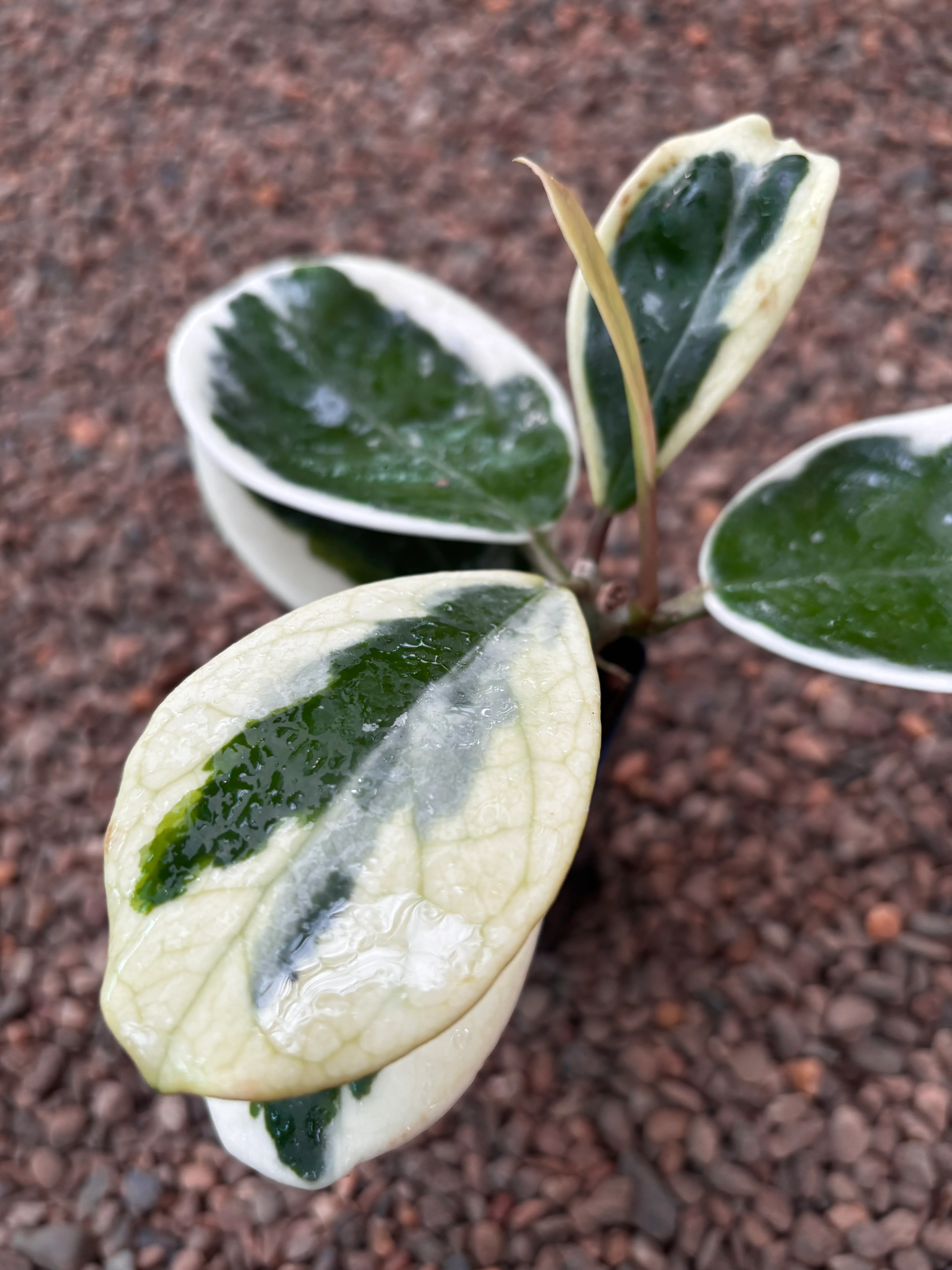 Hoya obovata (albomarginata) H456 - Image 2