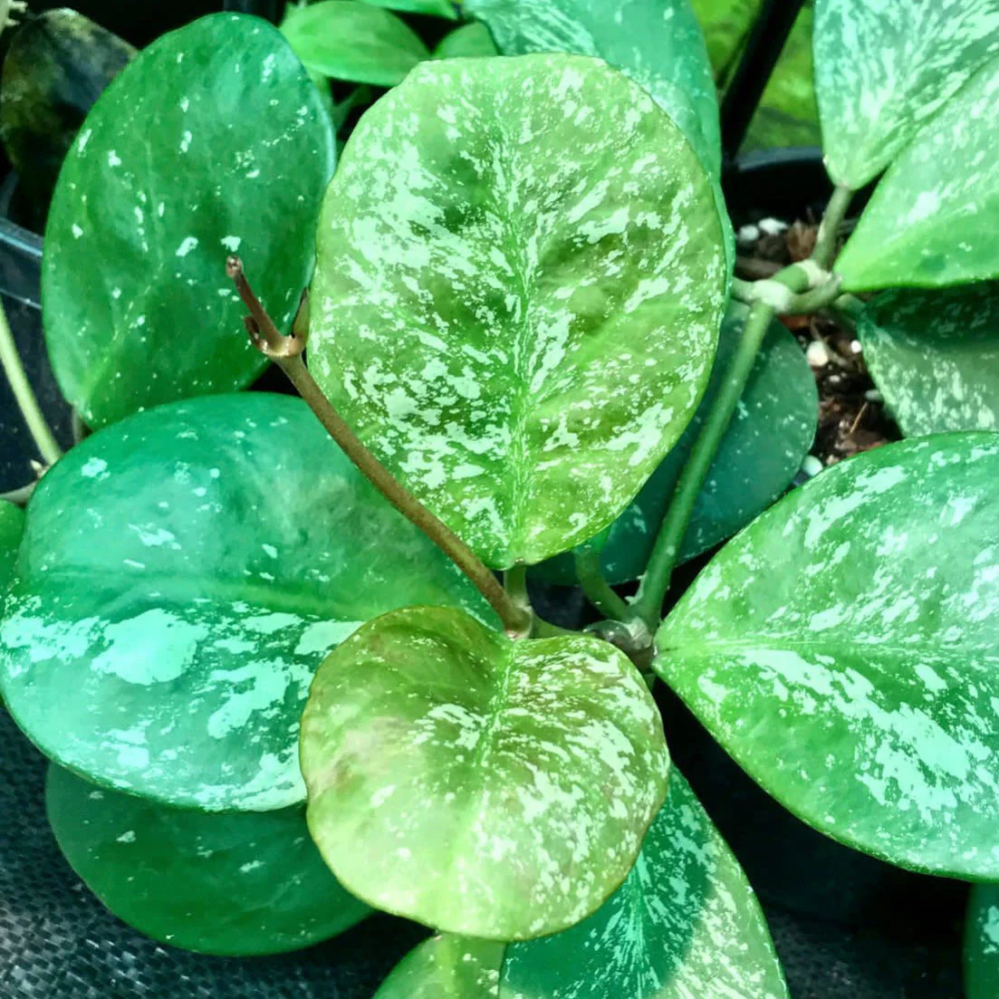 Hoya obovata (splash) H272 - Image 7