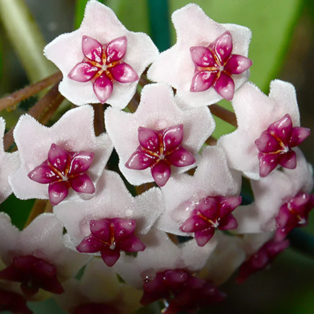 Hoya obovata variegata H294 - Image 2