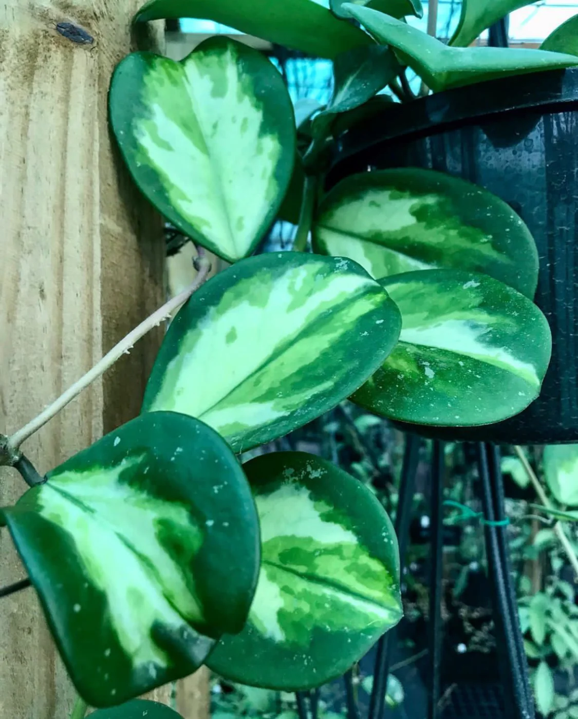 Hoya obovata variegata H294 - Image 3