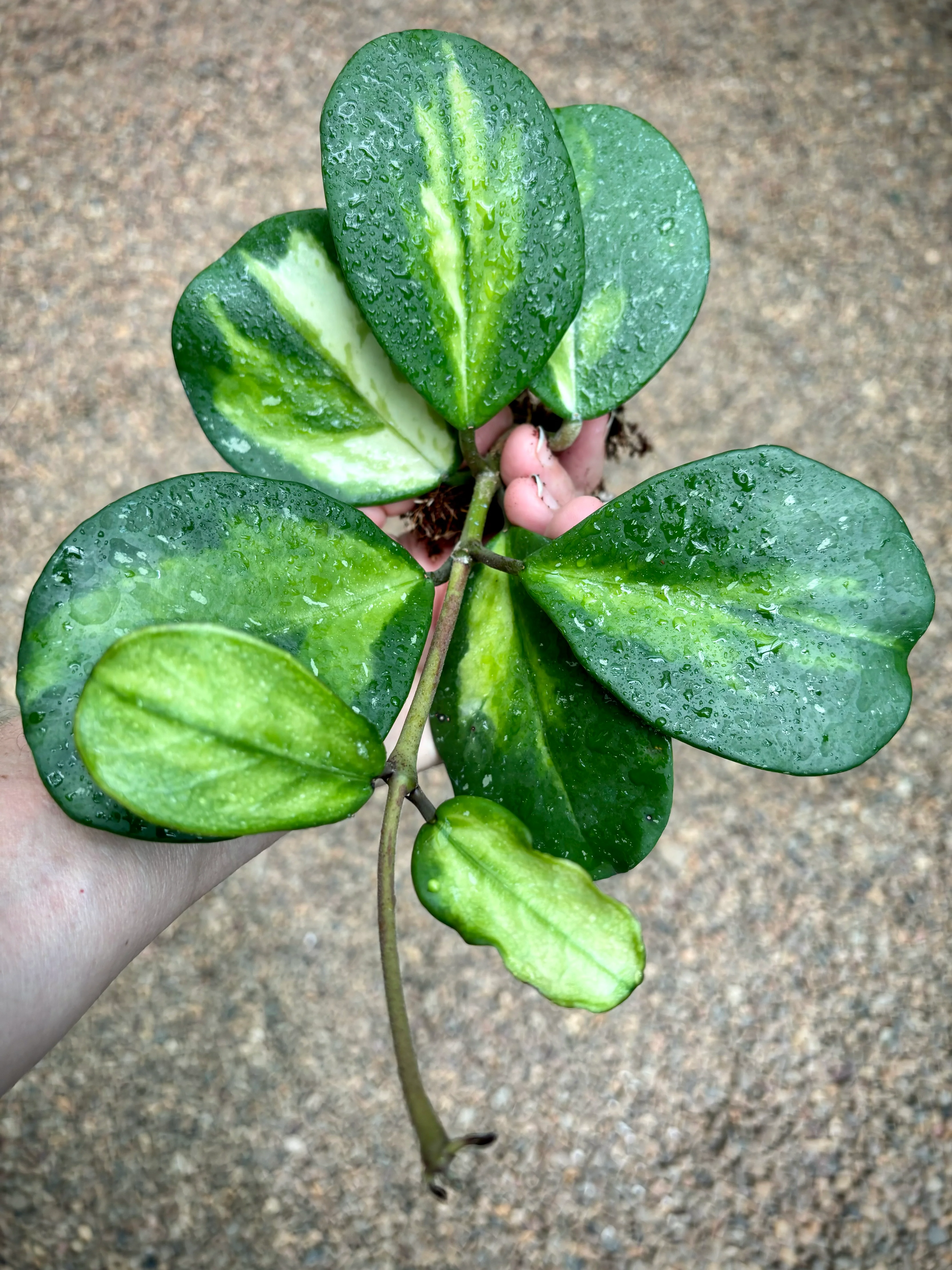 Hoya obovata variegata H294 - Image 4