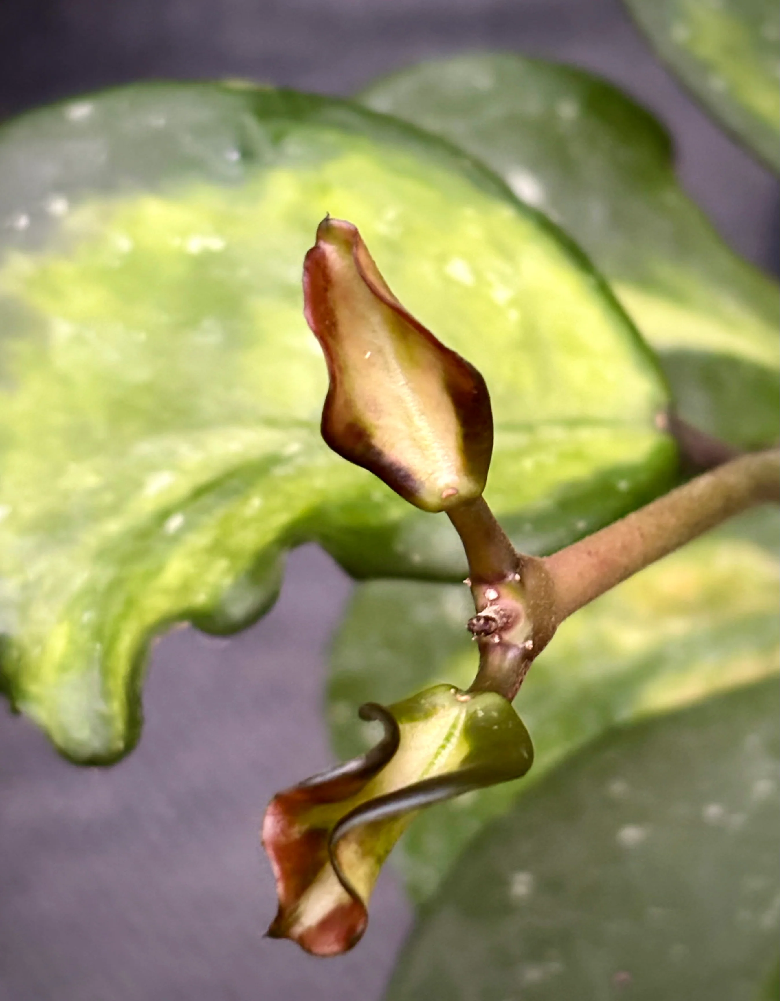 Hoya obovata variegata H294 - Image 6