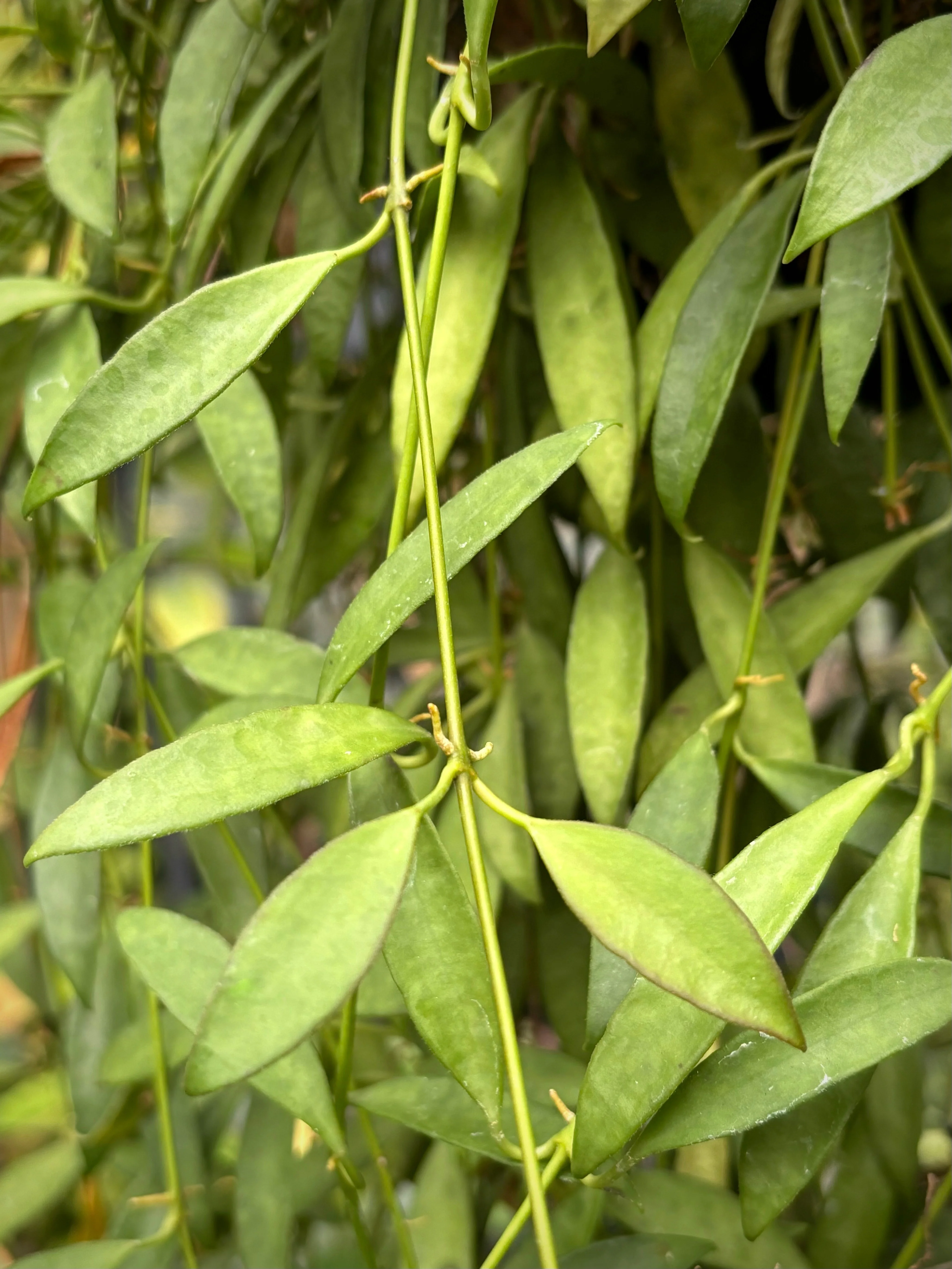 Hoya tsangii H7 - Image 5