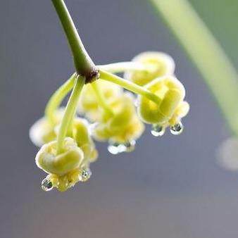 Hoya tsangii H7 - Image 6