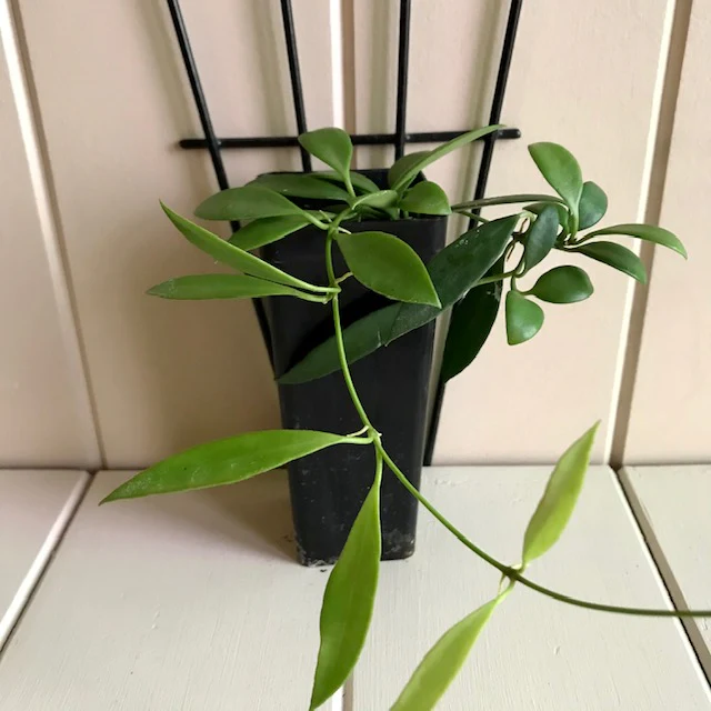 Hoya tsangii H7 - Image 8