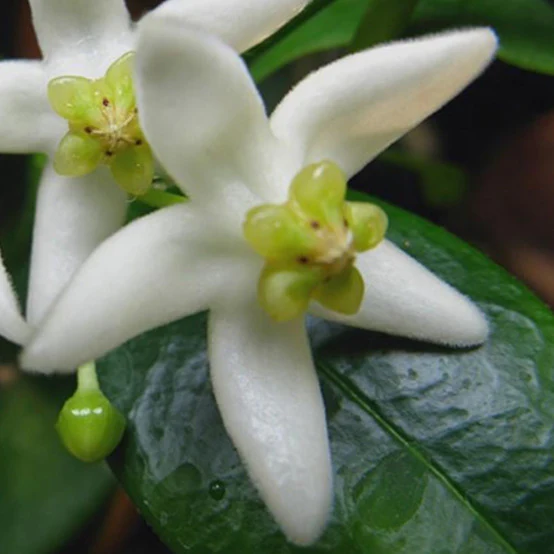 Hoya odorata H331 - Image 3