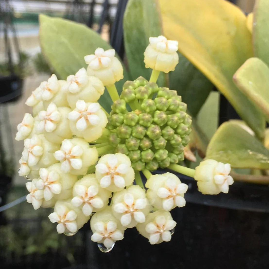 Hoya pachyclada IML 0523 H25 - Image 10