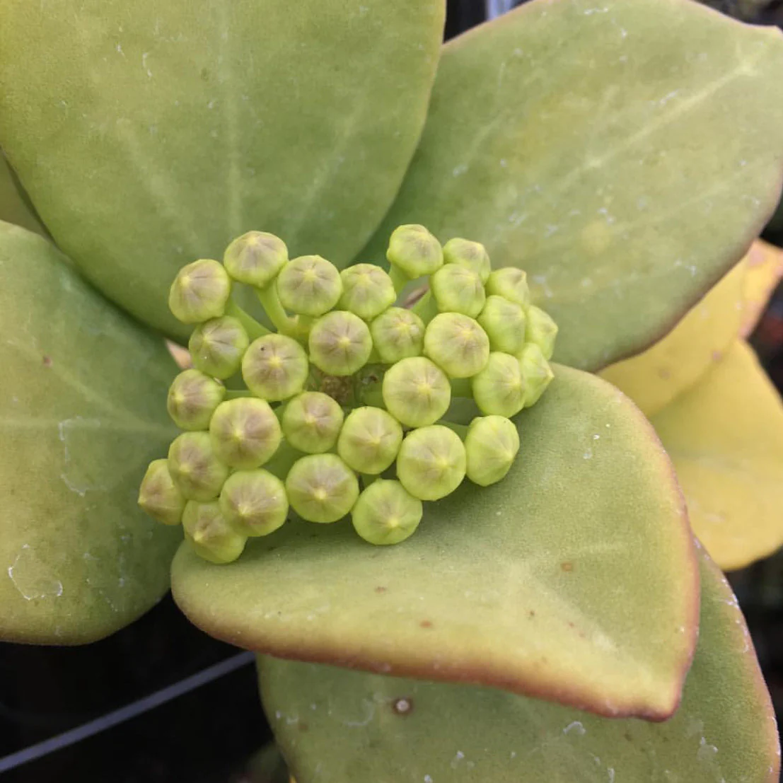 Hoya pachyclada IML 0523 H25 - Image 11