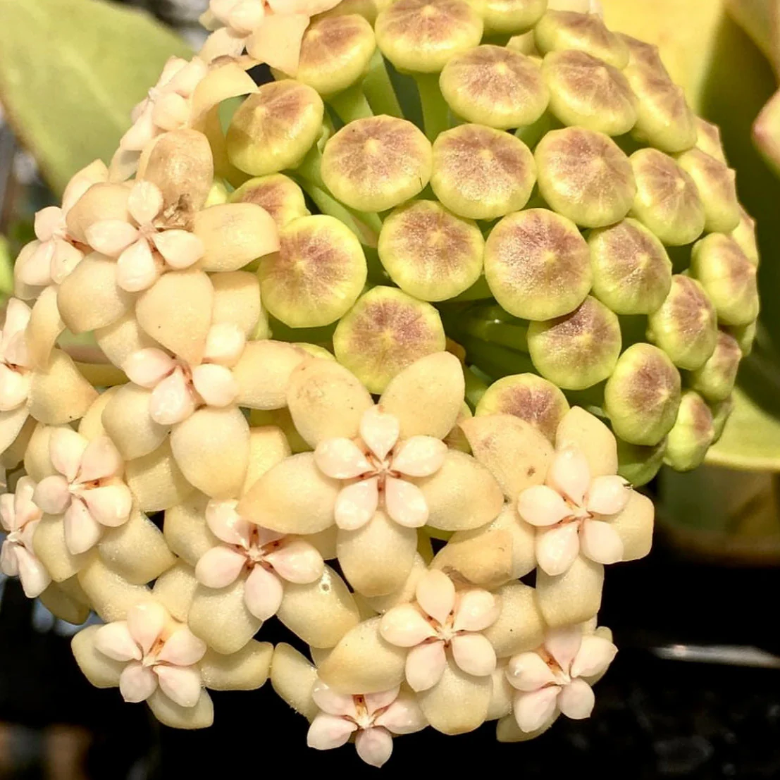 Hoya pachyclada IML 0523 H25 - Image 13
