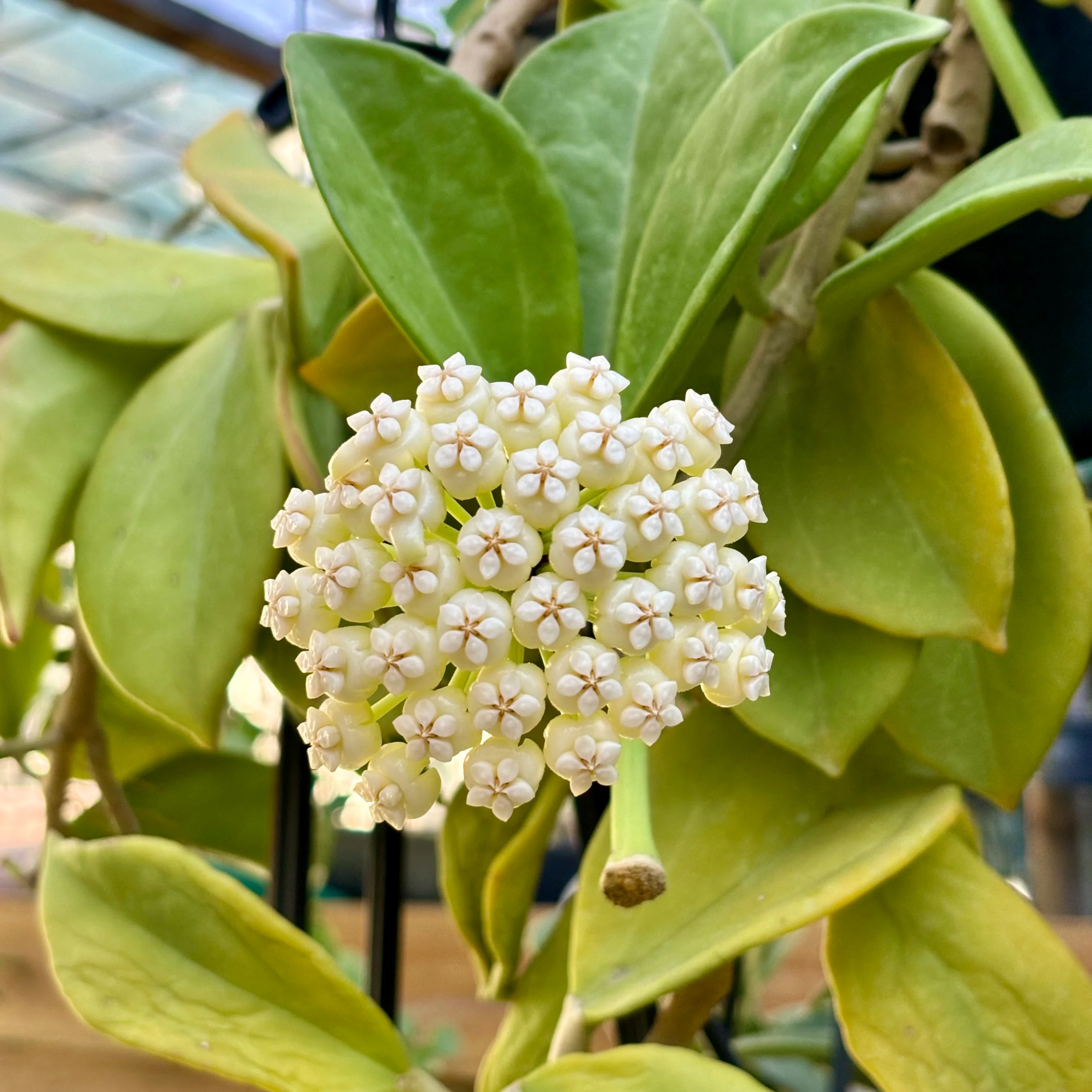 Hoya pachyclada IML 0523 H25 - Image 3