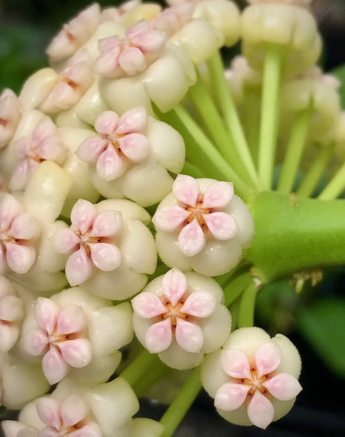 Hoya pachyclada IML 0523 H25 - Image 4
