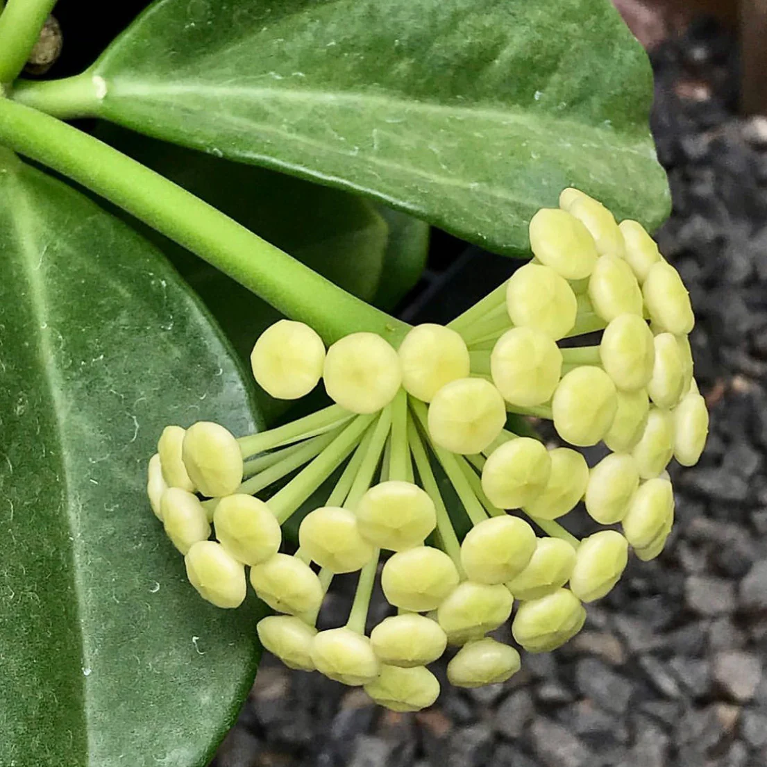 Hoya pachyclada IML 0523 H25 - Image 7
