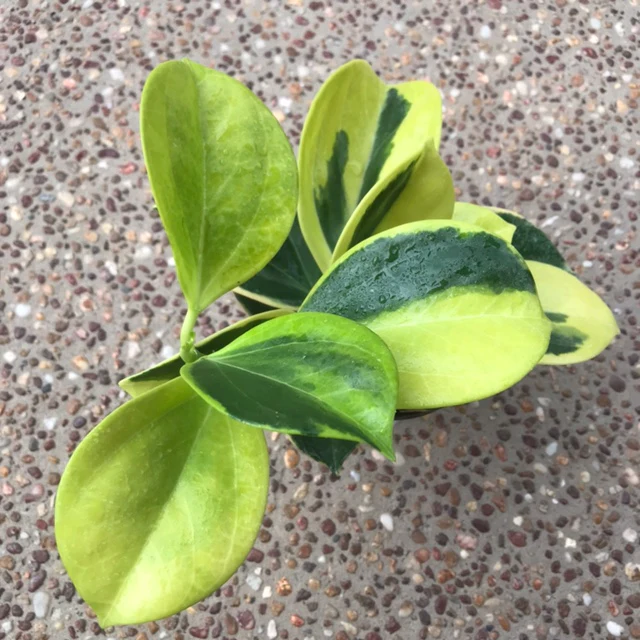 Hoya subquintuplinervis 'New Moon' H343 - Image 5