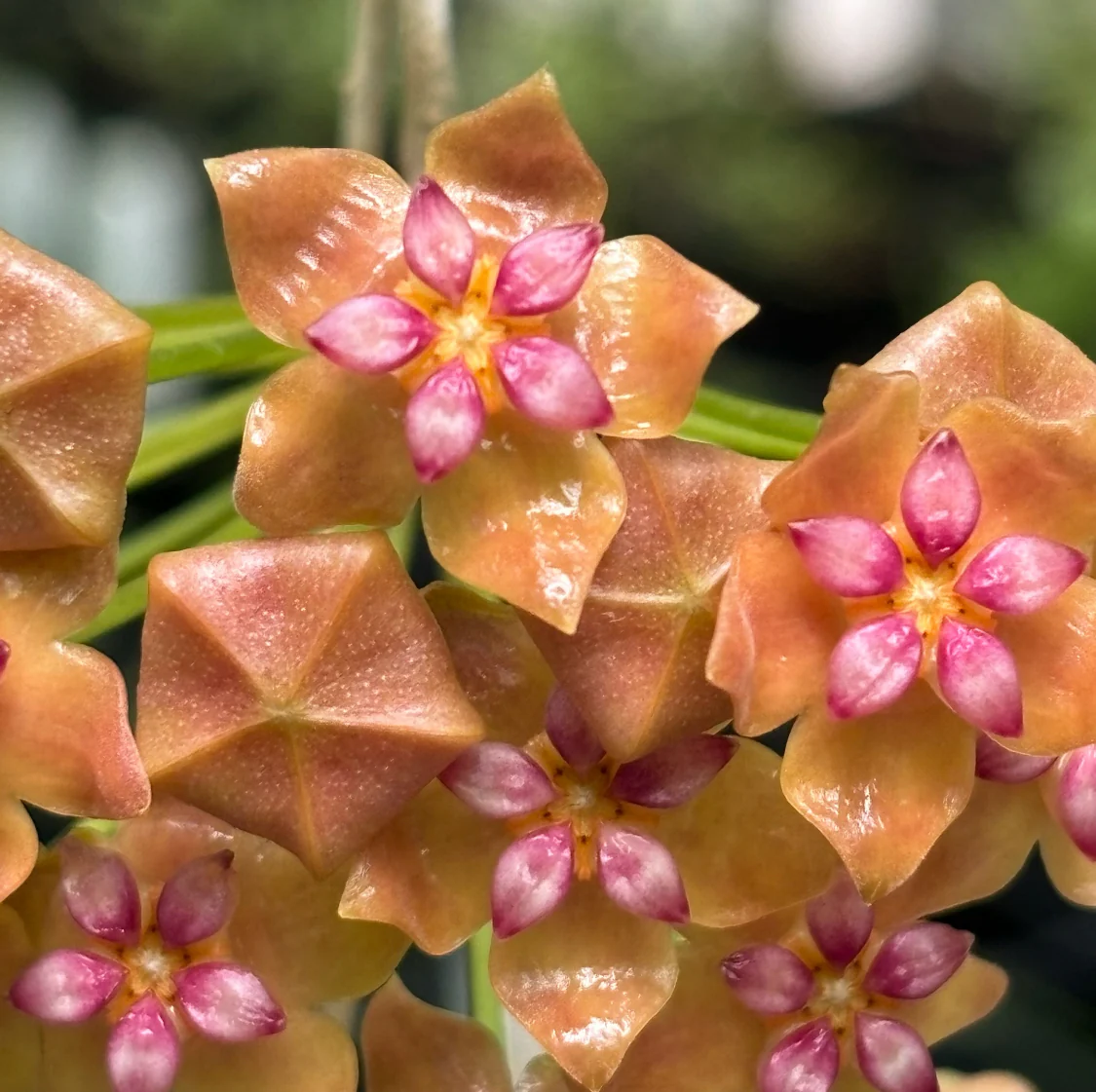 Hoya palawanica IML 1605 H254 - Image 3