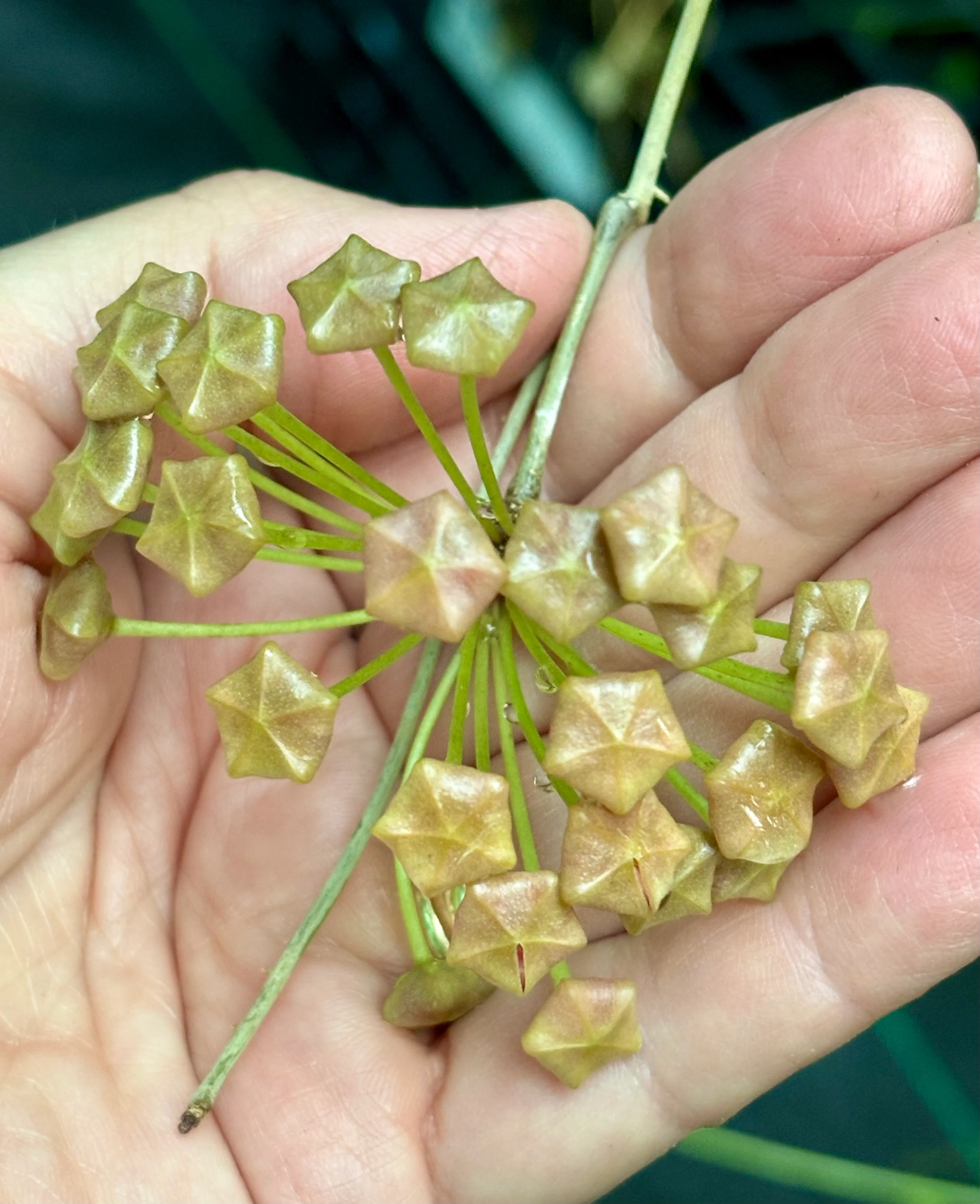Hoya palawanica IML 1605 H254 - Image 4