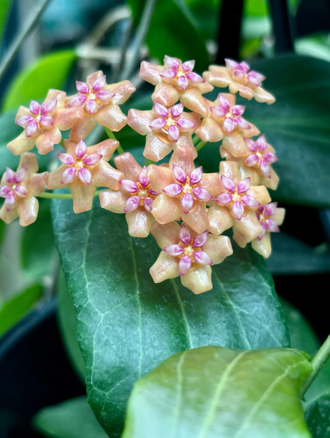 Hoya palawanica IML 1605 H254 - Image 8