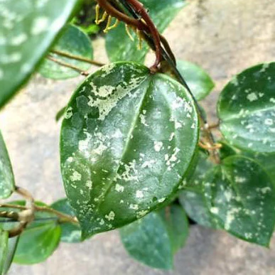 Hoya parasitica ‘Heart Leaf’ H328 - Image 2