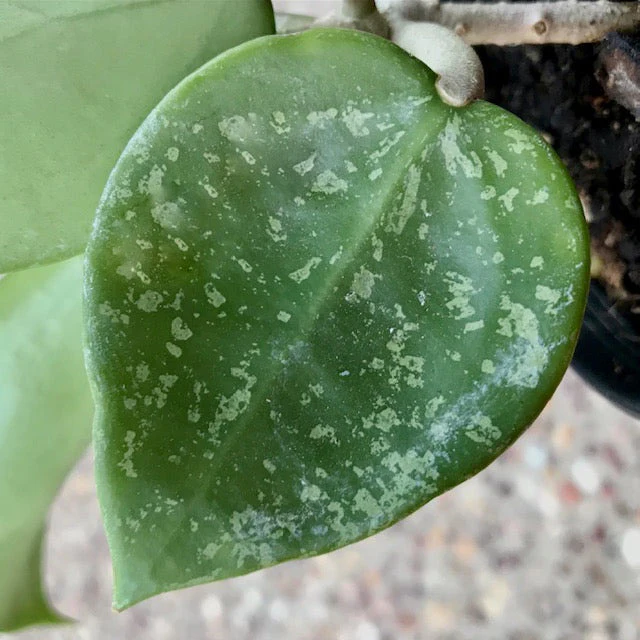 Hoya parasitica ‘Heart Leaf’ H328 - Image 3