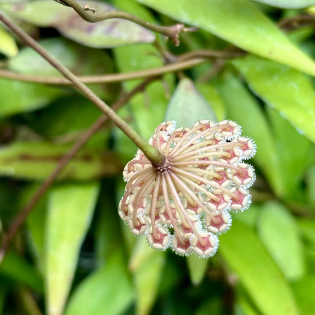 Hoya parviflora H181 - Image 2