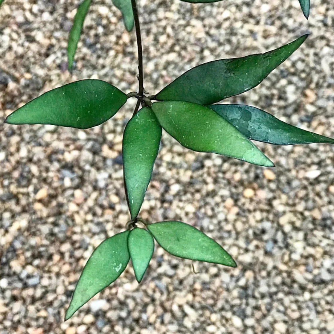 Hoya parviflora H181 - Image 3
