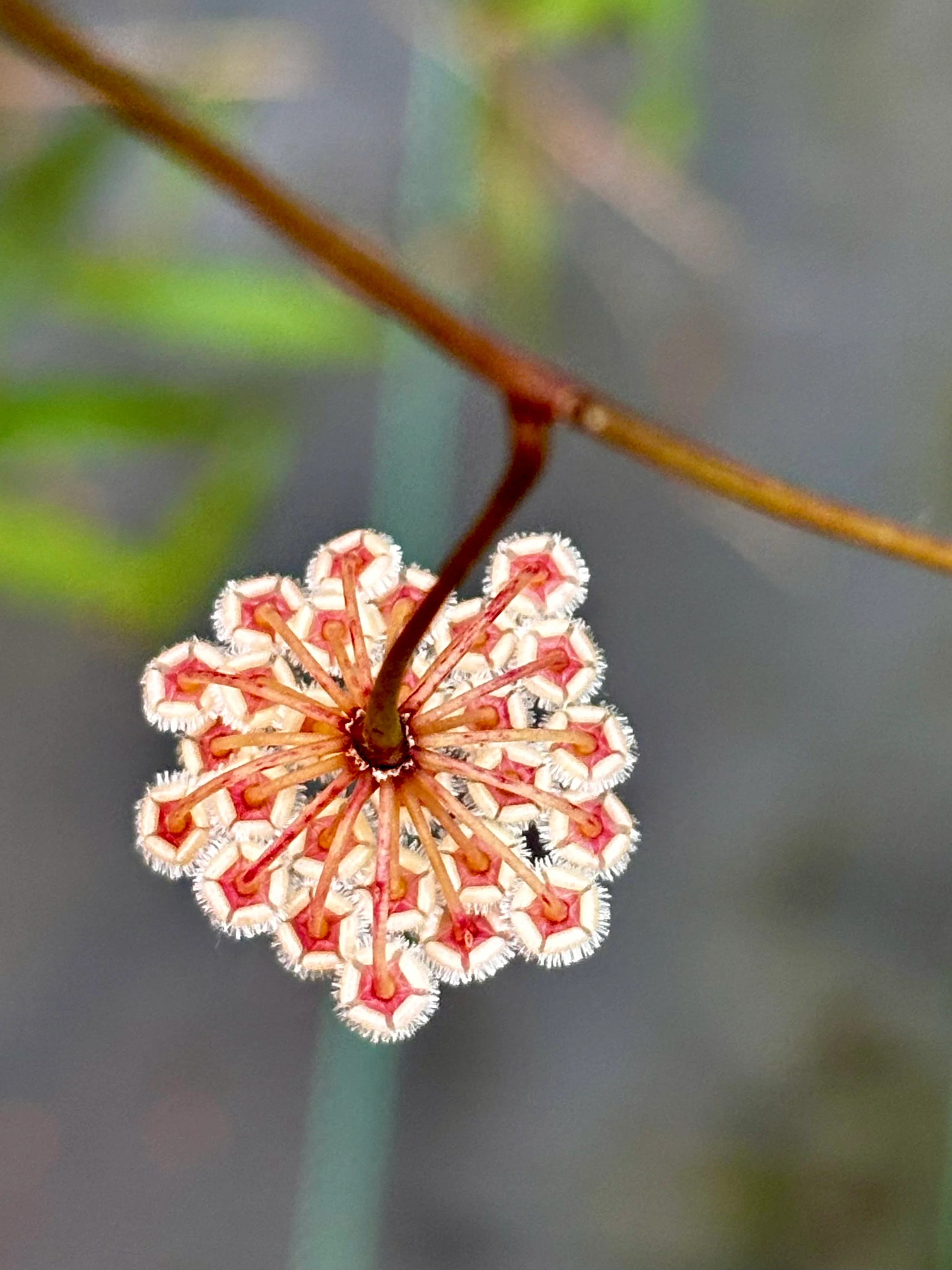 Hoya parviflora H181 - Image 5