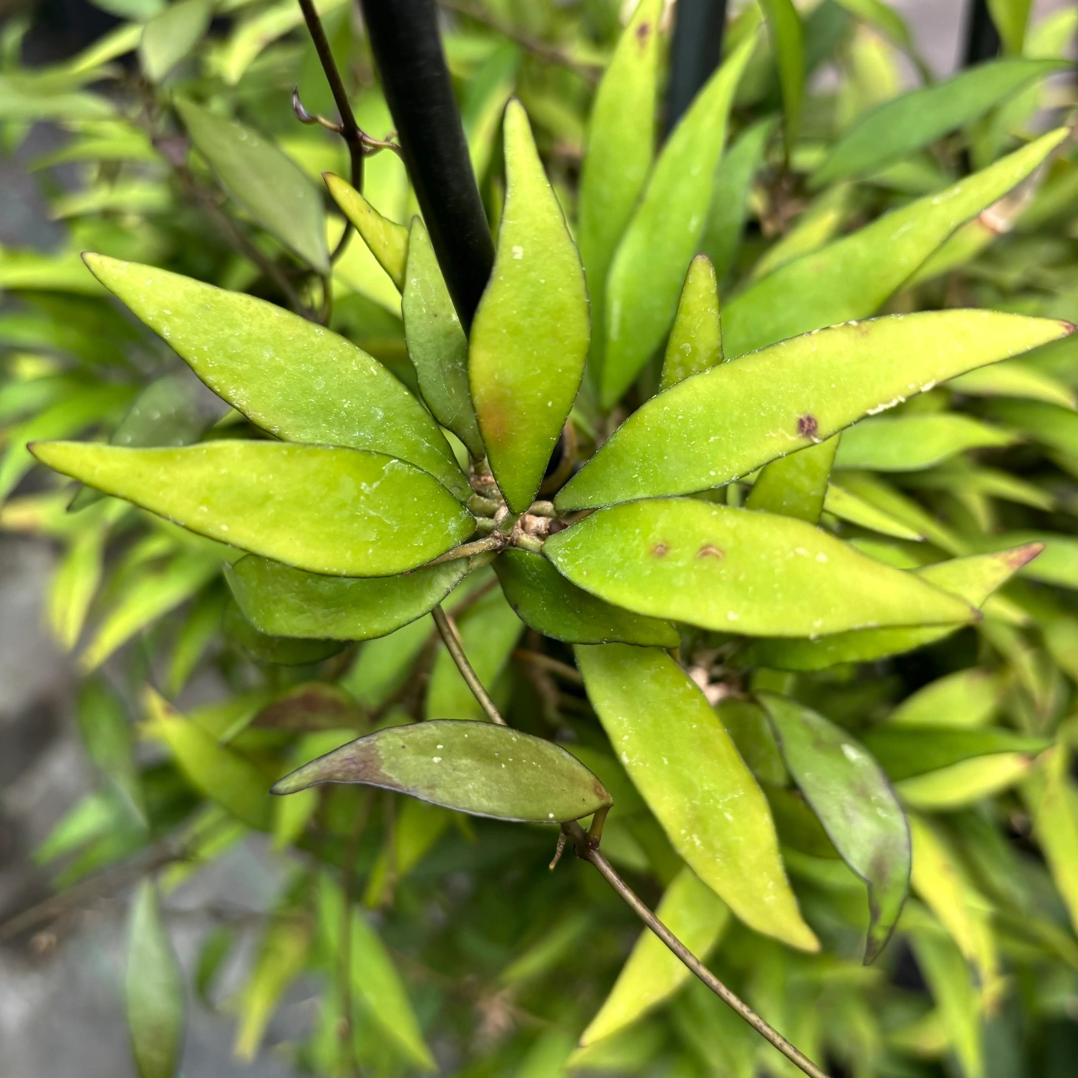 Hoya parviflora H181 - Image 6