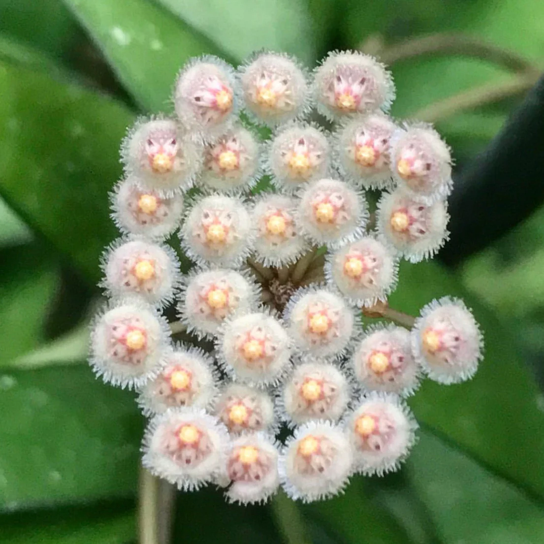 Hoya parviflora H181 - Image 7