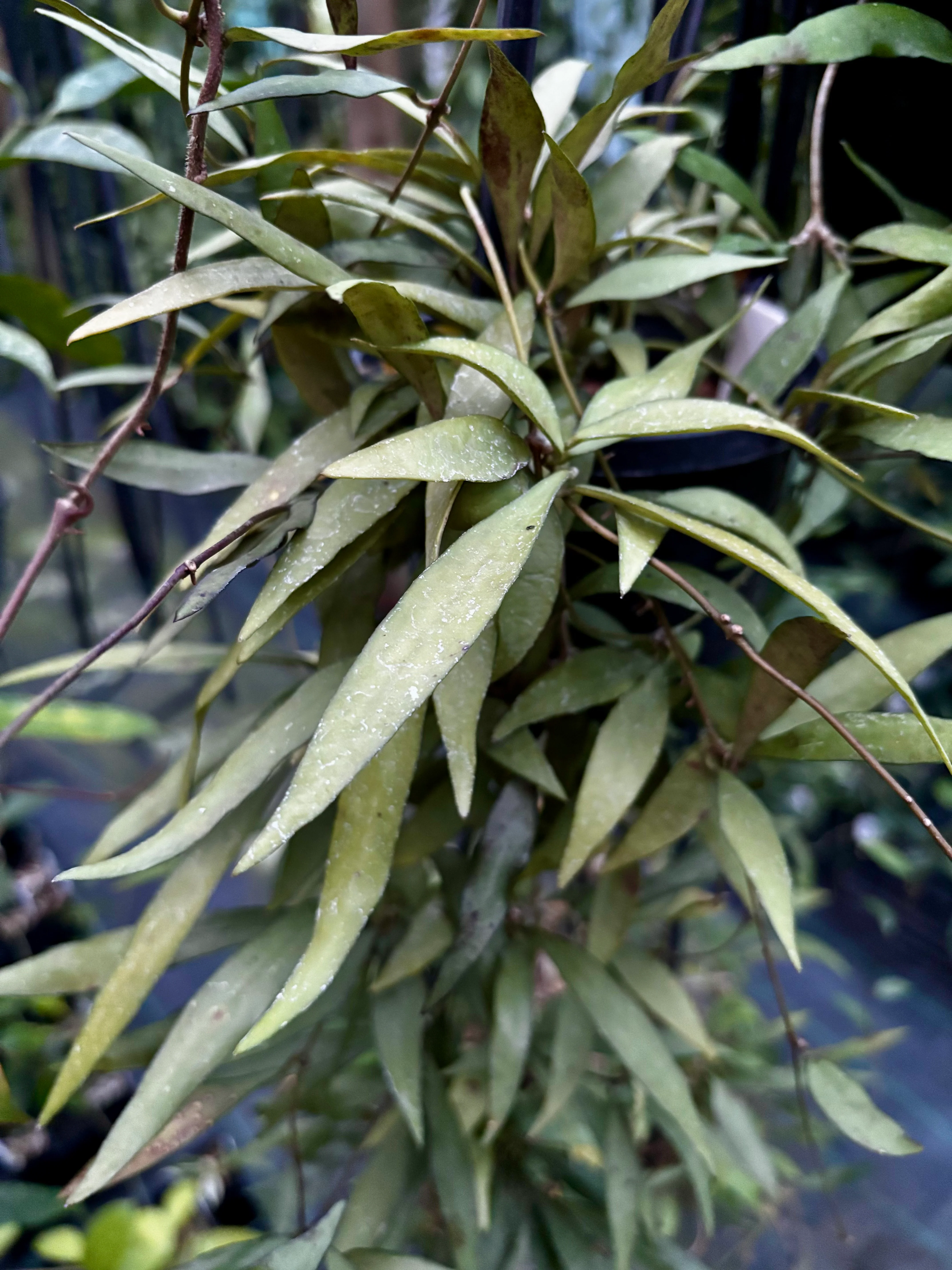 Hoya parviflora H181 - Image 8